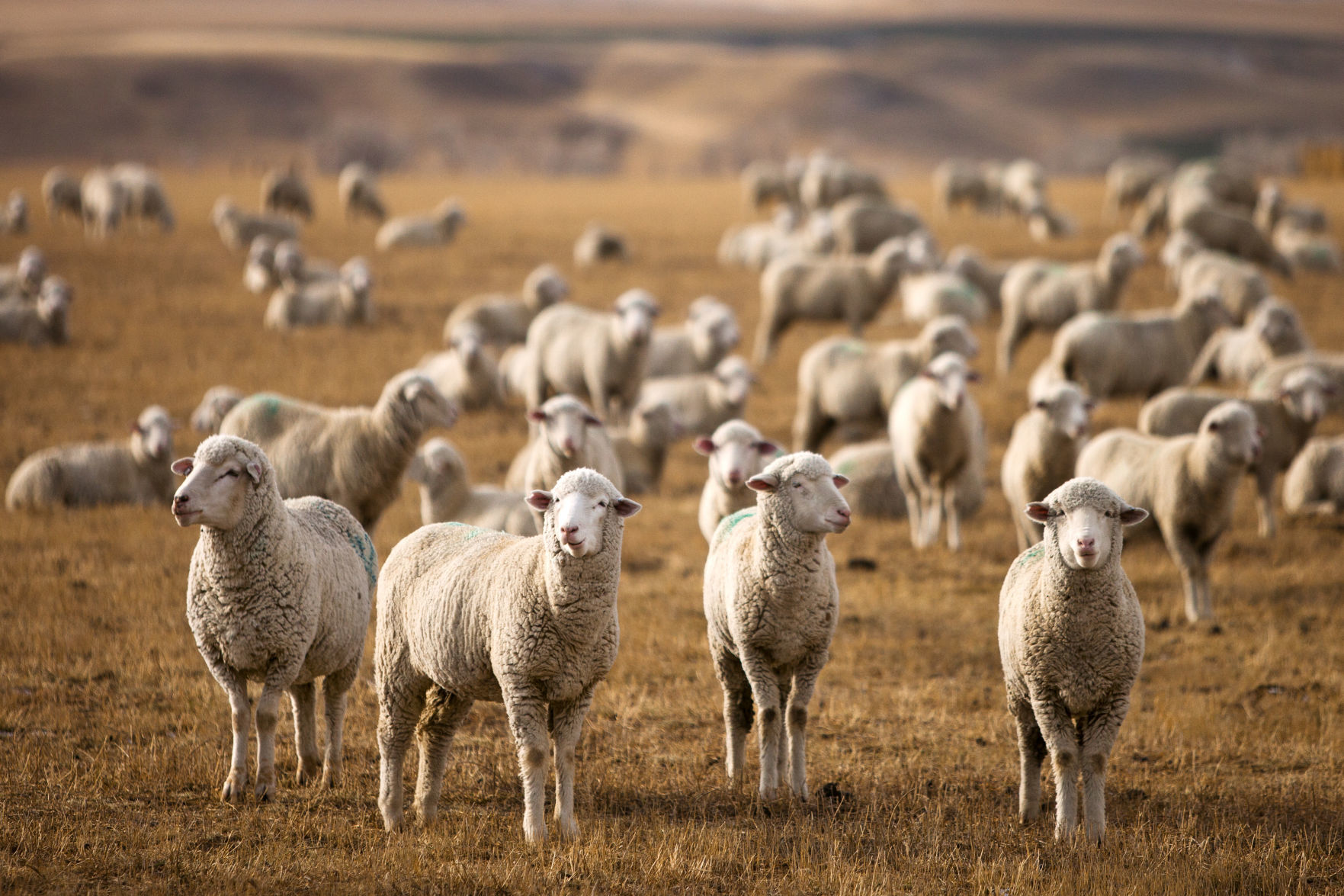 Standing out in the middle of the herd